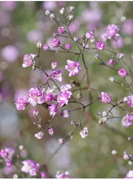 Gypsophila paniculata 'Flamingo'