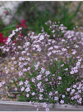 Gypsophila repens 'Dubia'