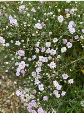 Gypsophila 'Rosenschleier'