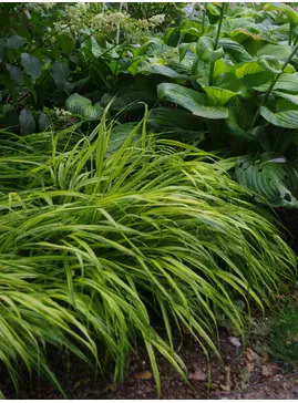 Hakonechloa macra 'Aureola'