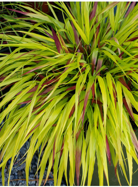 Hakonechloa macra [Sunflare] ('Habsfl007')