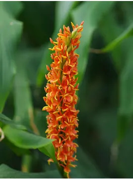 Hedychium densiflorum
