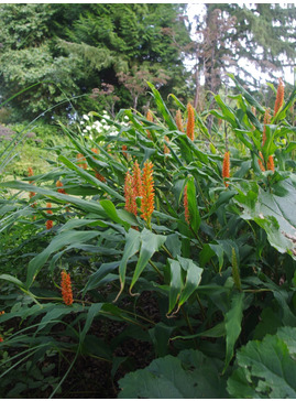 Hedychium densiflorum