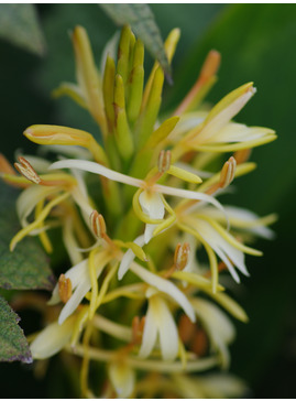 Hedychium spicatum