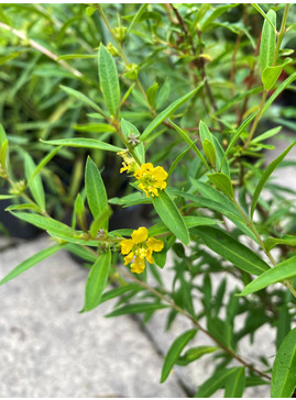 Heimia salicifolia