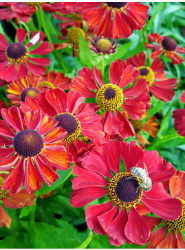 Helenium 'Red Army'