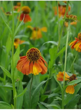 Helenium 'Sahin's Early Flowerer'