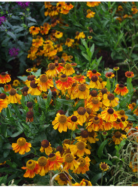 Helenium 'Sahin's Early Flowerer'