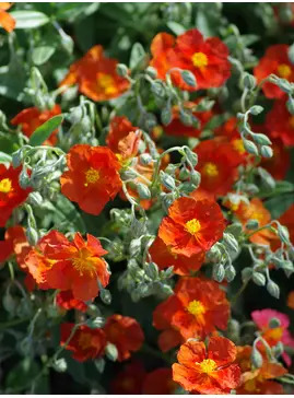 Helianthemum 'Henfield Brilliant'