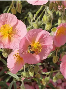 Helianthemum 'Rhodanthe Carneum'