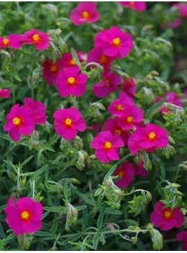 Helianthemum 'Sudbury Gem'