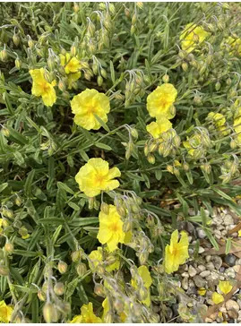 Helianthemum 'Wisley Primrose'