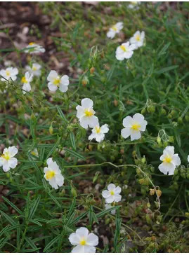 Helianthemum 'Wisley White'