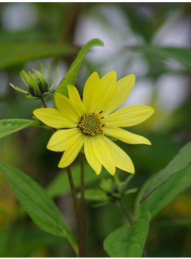 Helianthus 'Carine'
