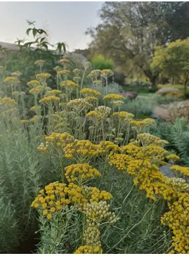Helichrysum italicum 'Dartington'