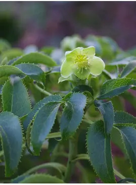 Helleborus argutifolius