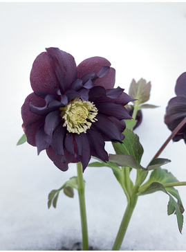 Helleborus 'Double Black'