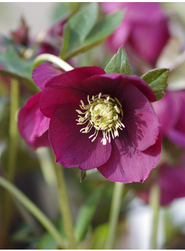 Helleborus 'Anemone Red'