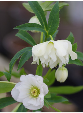 Helleborus 'Double White'