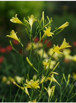 Hemerocallis altissima