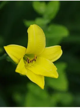 Hemerocallis 'Corky'