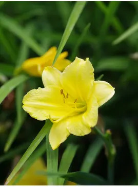 Hemerocallis 'Happy Returns'
