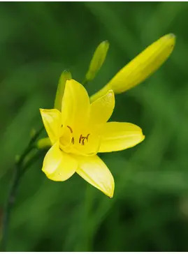 Hemerocallis lilioasphodelus