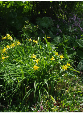 Hemerocallis lilioasphodelus