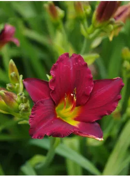 Hemerocallis 'Pardon Me'