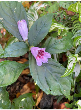 Hemiboea strigosa