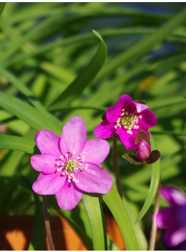 Hepatica nobilis pink