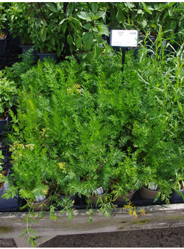 Herb - Carum carvi