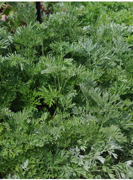 Herb - Artemisia absinthium