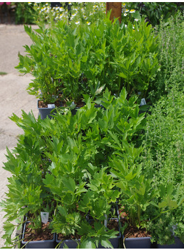 Herb - Levisticum Officinale