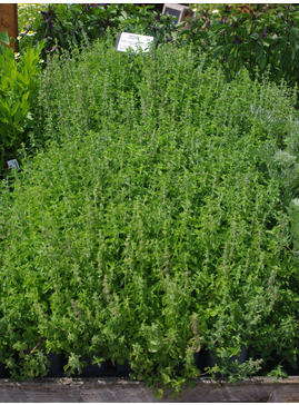 Herb - Mentha pulegium