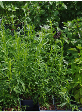 Herb - Artemisia dracunculoides