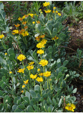 Hertia cheirifolia