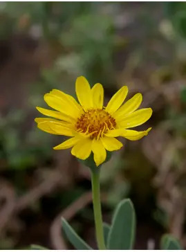 Hertia cheirifolia