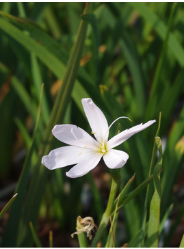 Hesperantha coccinea pale pink form