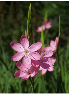 Hesperantha coccinea 'Sunrise'