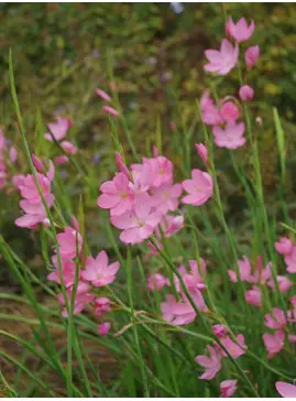 Hesperantha coccinea 'Sunrise'