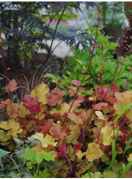 Heuchera 'Marmalade'