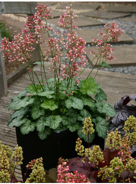 Heuchera 'Peppermint' (Little Cutie Series)