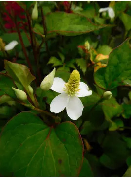 Houttuynia cordata