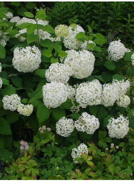 Hydrangea arborescens 'Annabelle'