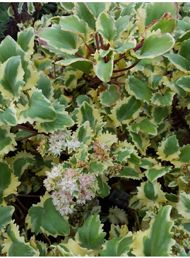 Hylotelephium populifolium 'Em's Variegated'