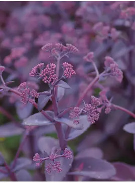 Hylotelephium telephium (Atropurpureum Group) 'Karfunkelstein'
