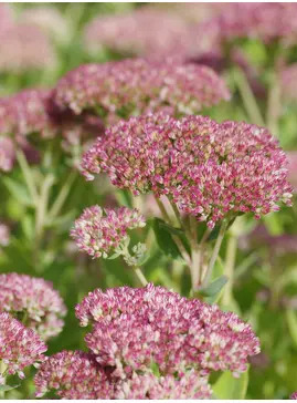 Hylotelephium × mottramianum 'Herbstfreude'