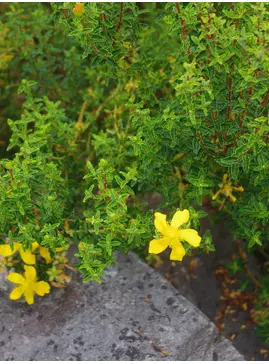Hypericum balearicum