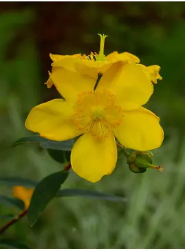 Hypericum × hidcoteense 'Hidcote'